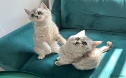 British Shorthair cats for sale: 😻Beautiful BSH Active GCF Kittens🌈 Ready Now! - Image 5