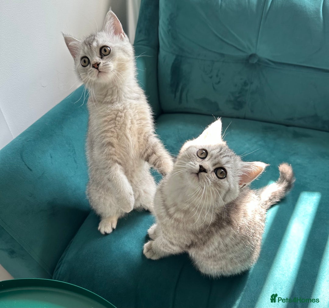 British Shorthair cats for sale: 😻Beautiful BSH Active GCF Kittens🌈 Ready Now! - Image 5