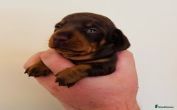 Miniature Dachshund dogs for sale: Beautiful healthy baby miniature dachshunds 🐾 - Image 5