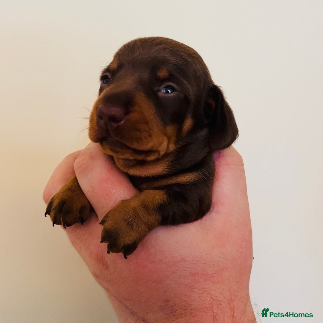 Miniature Dachshund dogs for sale: Beautiful healthy baby miniature dachshunds 🐾 - Image 5
