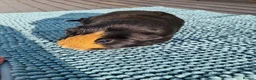 Guinea Pig rodents for sale: Trio of female guinea pigs and one boar - Advert 13