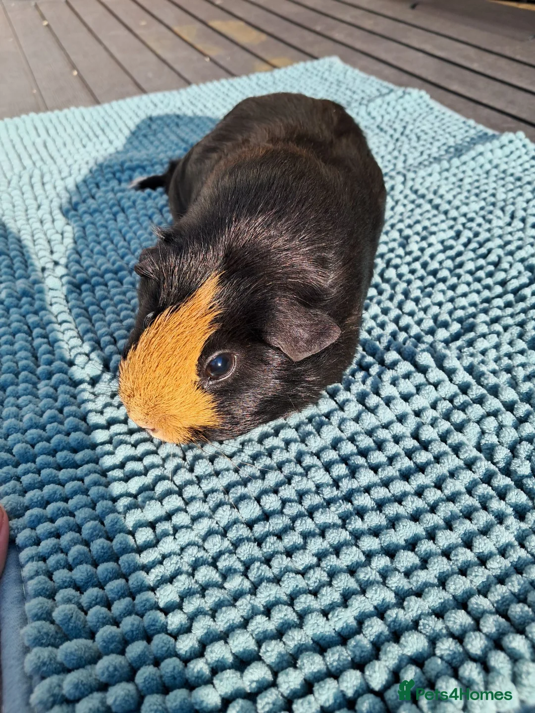 Guinea Pig rodents for sale: Trio of female guinea pigs and one boar - Advert 13