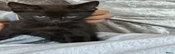 Mixed Breed cats for sale: 11 week old mixed litter of gorgeous black kittens in Luton - Advert 4