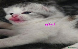Persian cats for sale: Persian x fluffy kittens  - Image 4