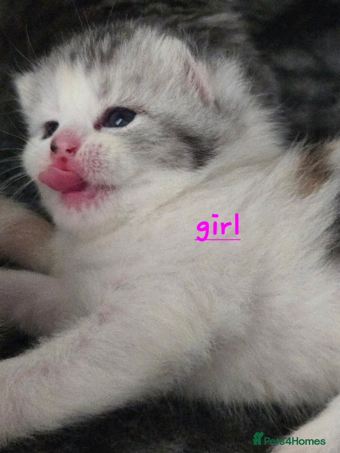 Persian cats for sale: Persian x fluffy kittens  - Image 4