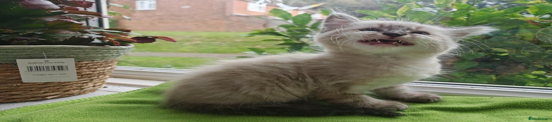 Ragdoll Kitten 1