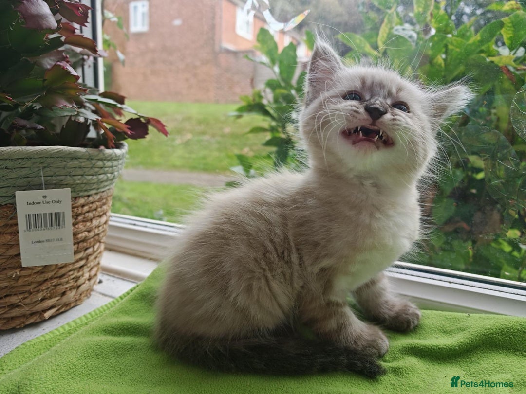 Ragdoll cats for sale: Ragdoll/Siamese Beautifull kitten +chip - Image 12
