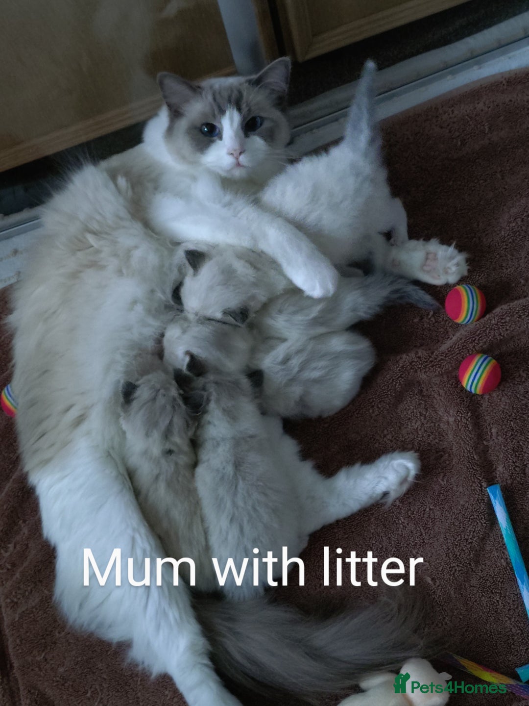Ragdoll cats for sale: Ragdoll kittens GCCF registered ONE GIRL LEFT £995 - Advert 10