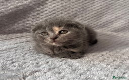 Scottish Fold cats for sale: Scottish Fold Kittens - Image 6