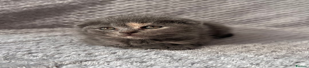 Scottish Fold Kitten 5