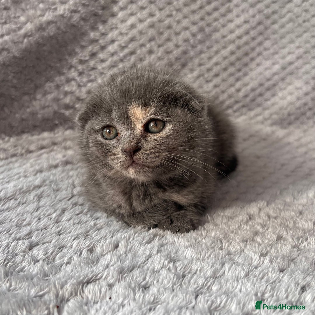 Scottish Fold cats for sale: Scottish Fold Kittens - Image 6