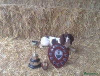 English Springer Spaniel dogs for stud: 🌟🌟Health Tested L&W Springer Stud🌟🌟 in Malmesbury - Advert 1