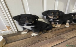 Mixed Breed dogs for sale: Adorable little puppys - Image 5