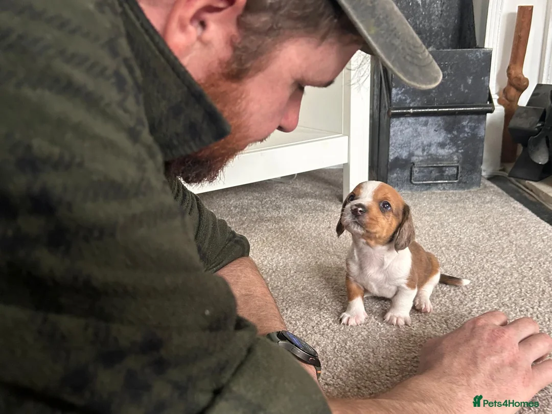 Dachshund dogs for sale: Dachshund puppies for sale. - Advert 2