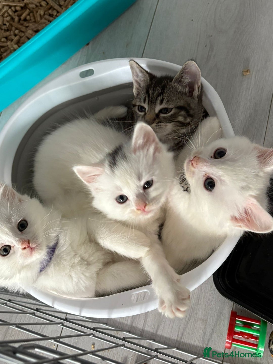 Ragdoll cats for sale: 2 left! Female Ragdoll mix kittens for sale  - Image 20