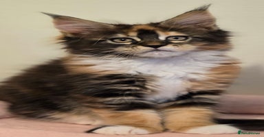 Maine Coon cats - Advert 3