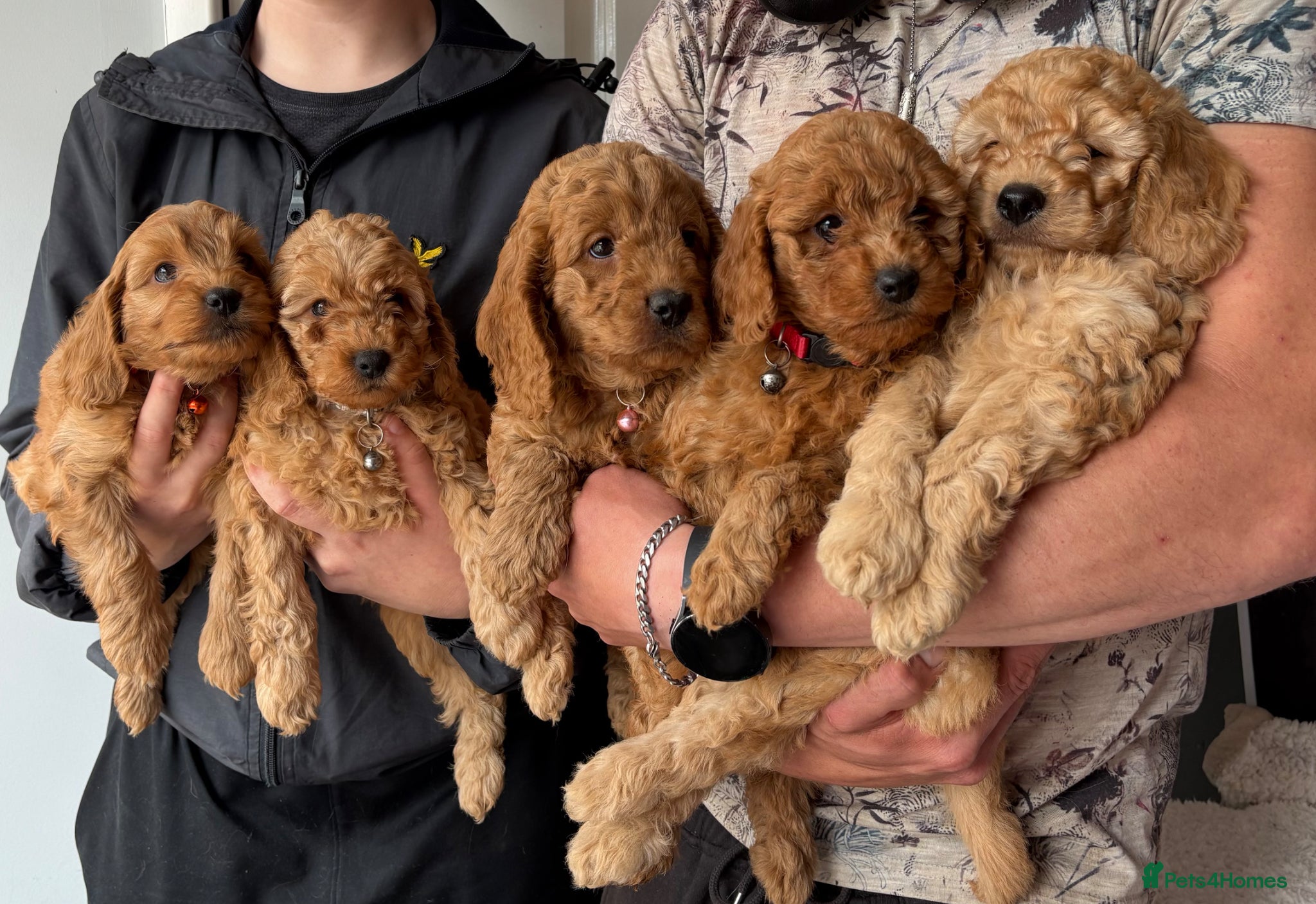 Cockapoo dogs for sale: Miniature Cockapoo puppies for ssle - Advert 3