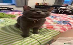 Domestic Shorthair cats for sale: Aurora blue domestic short hair  - Image 6