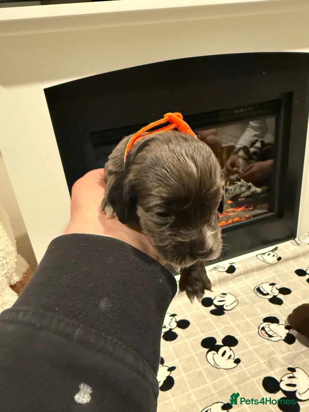 Cocker Spaniel dogs for sale: Cocker spaniel puppies seven boys three girls - Advert 21