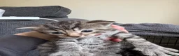 Mixed Breed cats for sale: 4 Kittens 2 white 2 Tabby - Advert 7