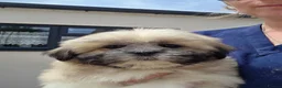 Lhasa Apso dogs for sale: Lhasa Apso Puppies  - Advert 3