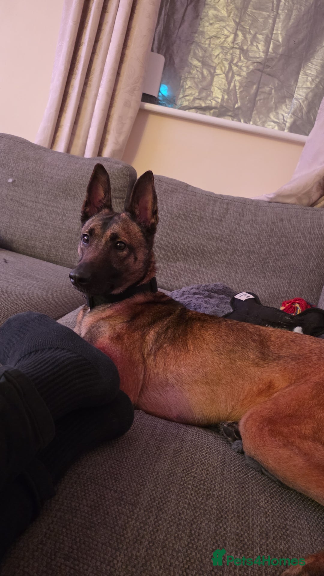 Belgian Shepherd Dog dogs for sale: Belgian Malanois for re-homing - Advert 4