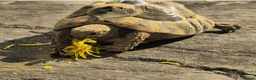 Hermann Tortoise reptiles for sale: Hermanns Tortoise 4 years old - Advert 2