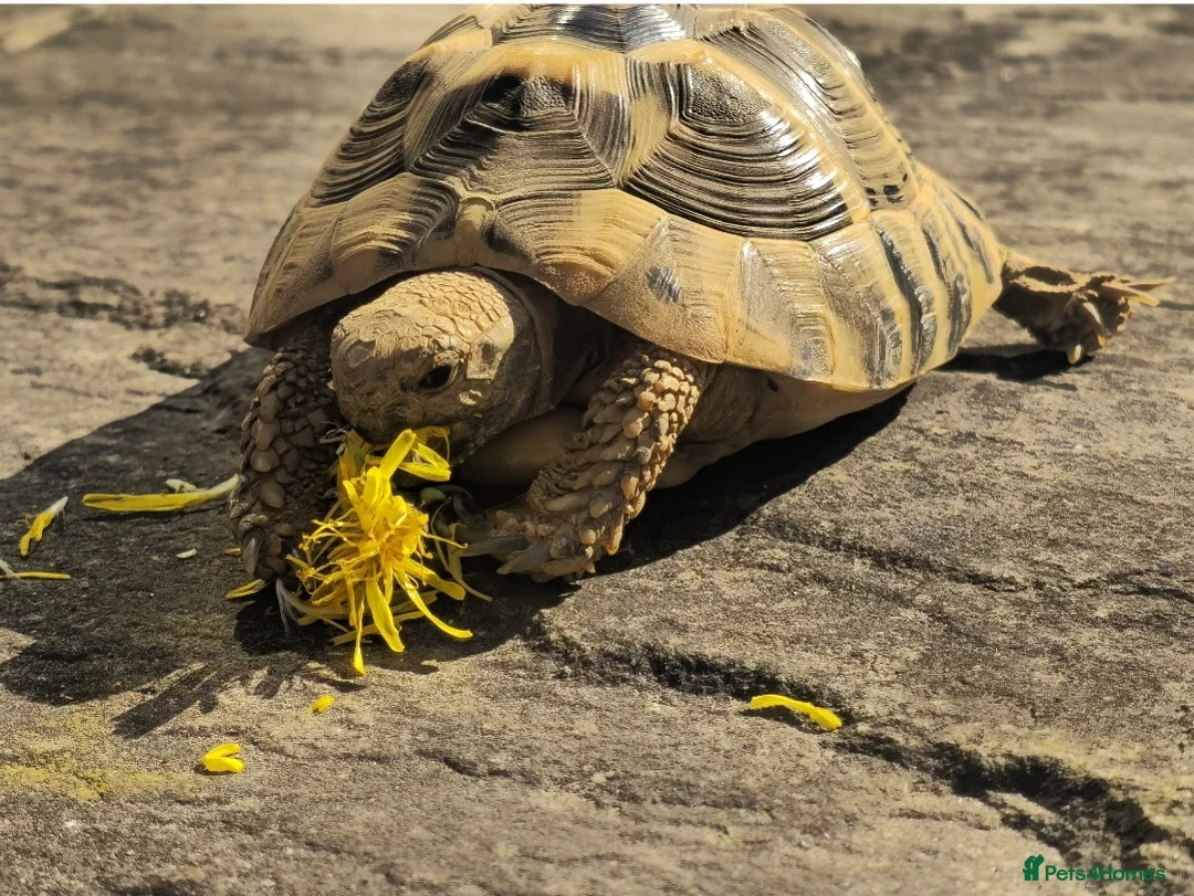 Hermann Tortoise reptiles for sale: Hermanns Tortoise 4 years old - Advert 2