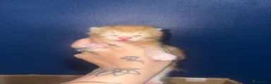 Domestic Shorthair 1
