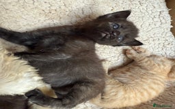 Devon Rex cats for sale: Adorable first generation permitted outcross - Image 18