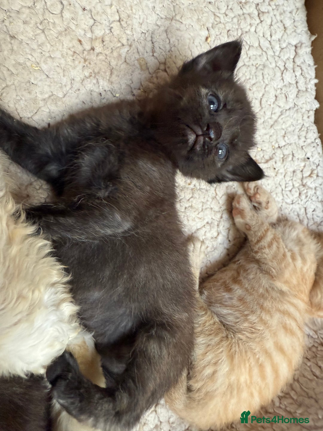 Devon Rex cats for sale: Adorable first generation permitted outcross - Image 18