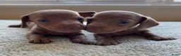 Dachshund dogs for sale: Standard Dachshund Puppies in Eye - Advert 10