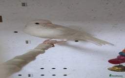 Canaries birds for sale: Canaries  - Image 12