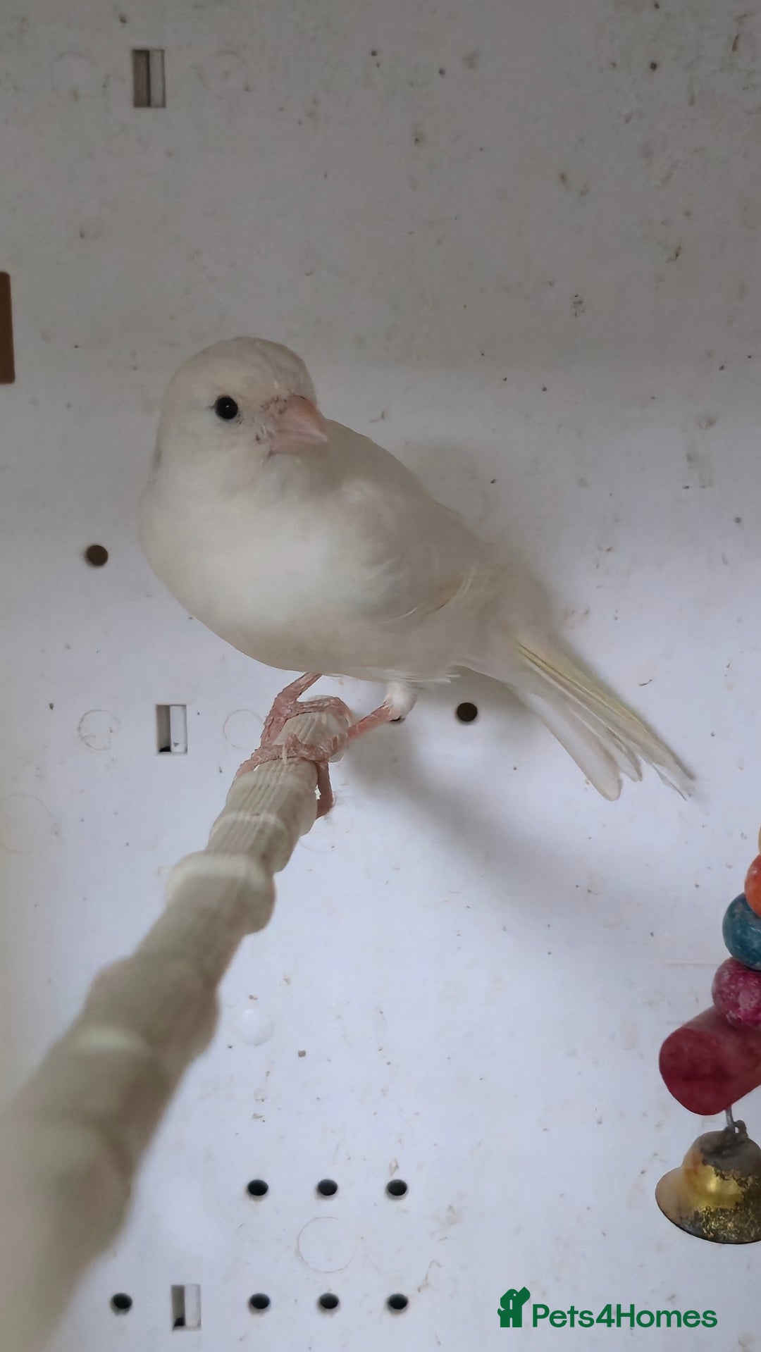 Canaries birds for sale: Canaries  - Image 12