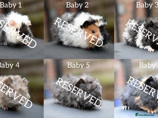 Guinea Pig rodents Baby Guinea Pigs Looking For New Home (All Males) - Advert 19
