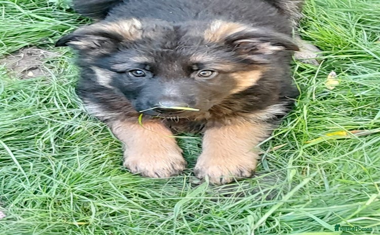 German Shepherd dogs - Advert 3