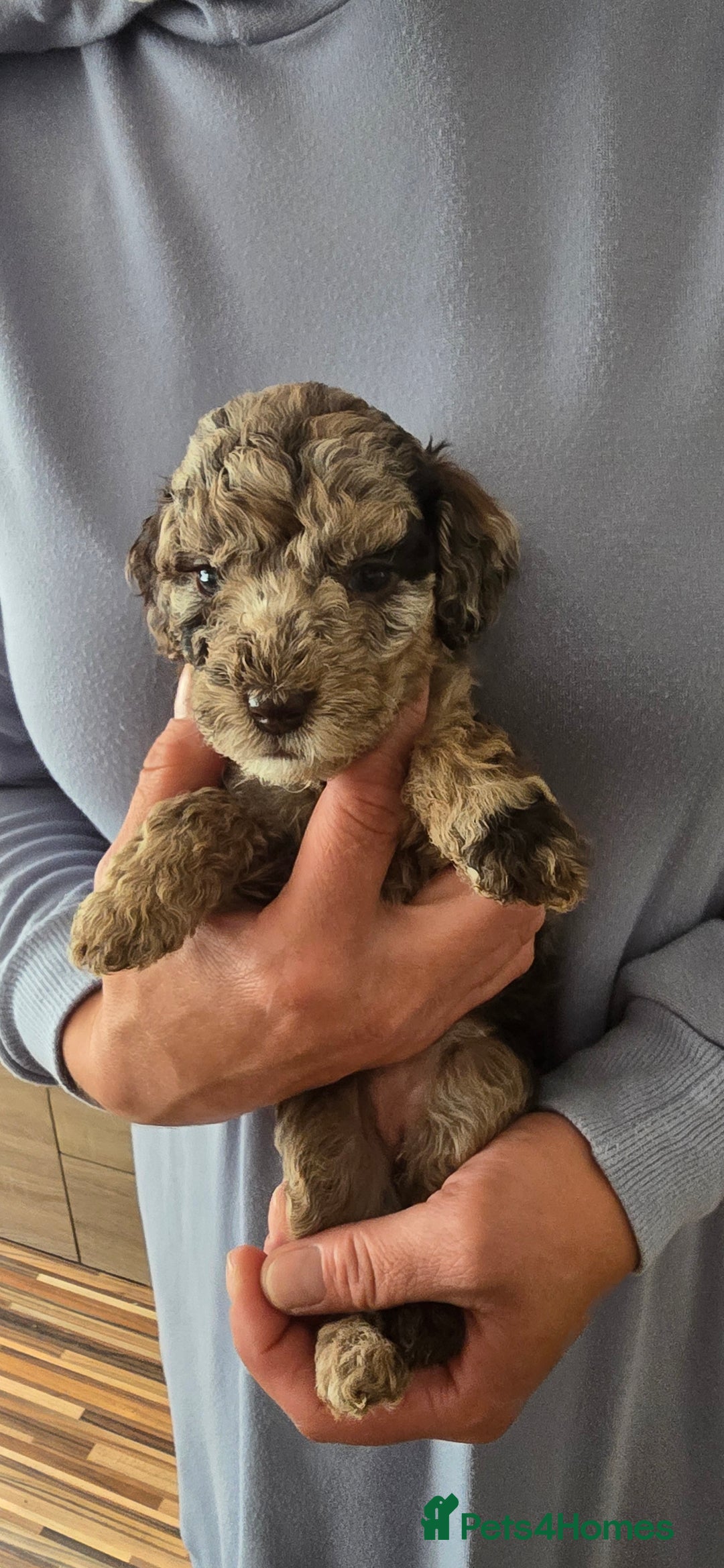 Standard Poodle dogs for sale: 7 Standard poodles for sale including 2 merle - Image 3