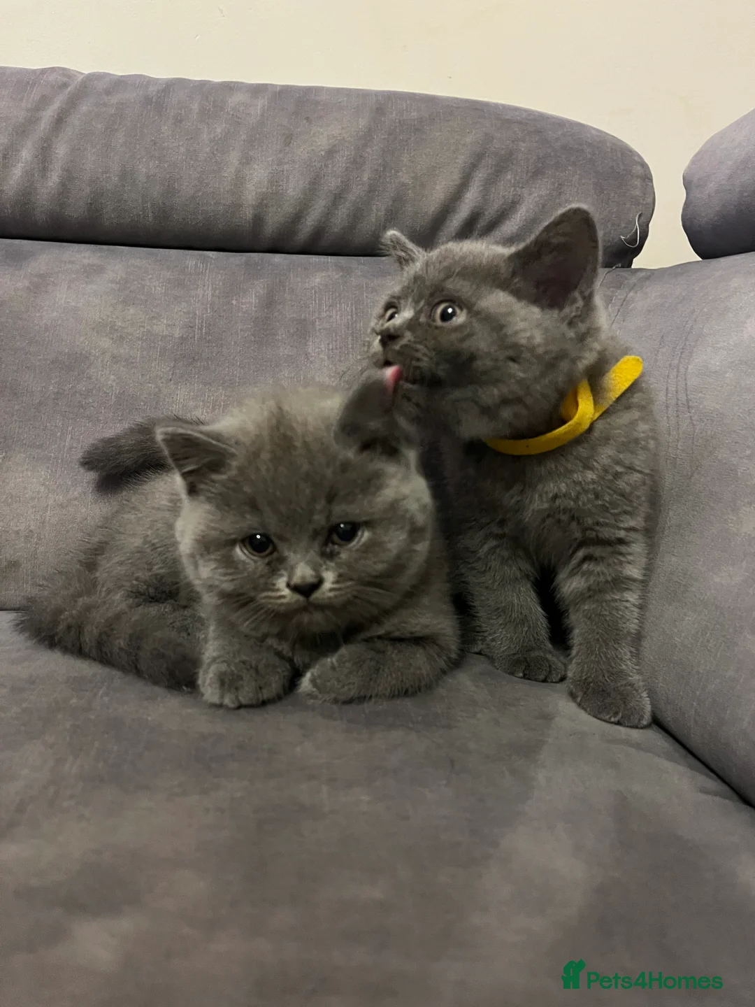 British Shorthair cats for sale: Lovely british shorthair kittens  - Advert 6
