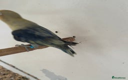 Lovebirds birds for sale: Proven breeding pair for Sale - Image 2