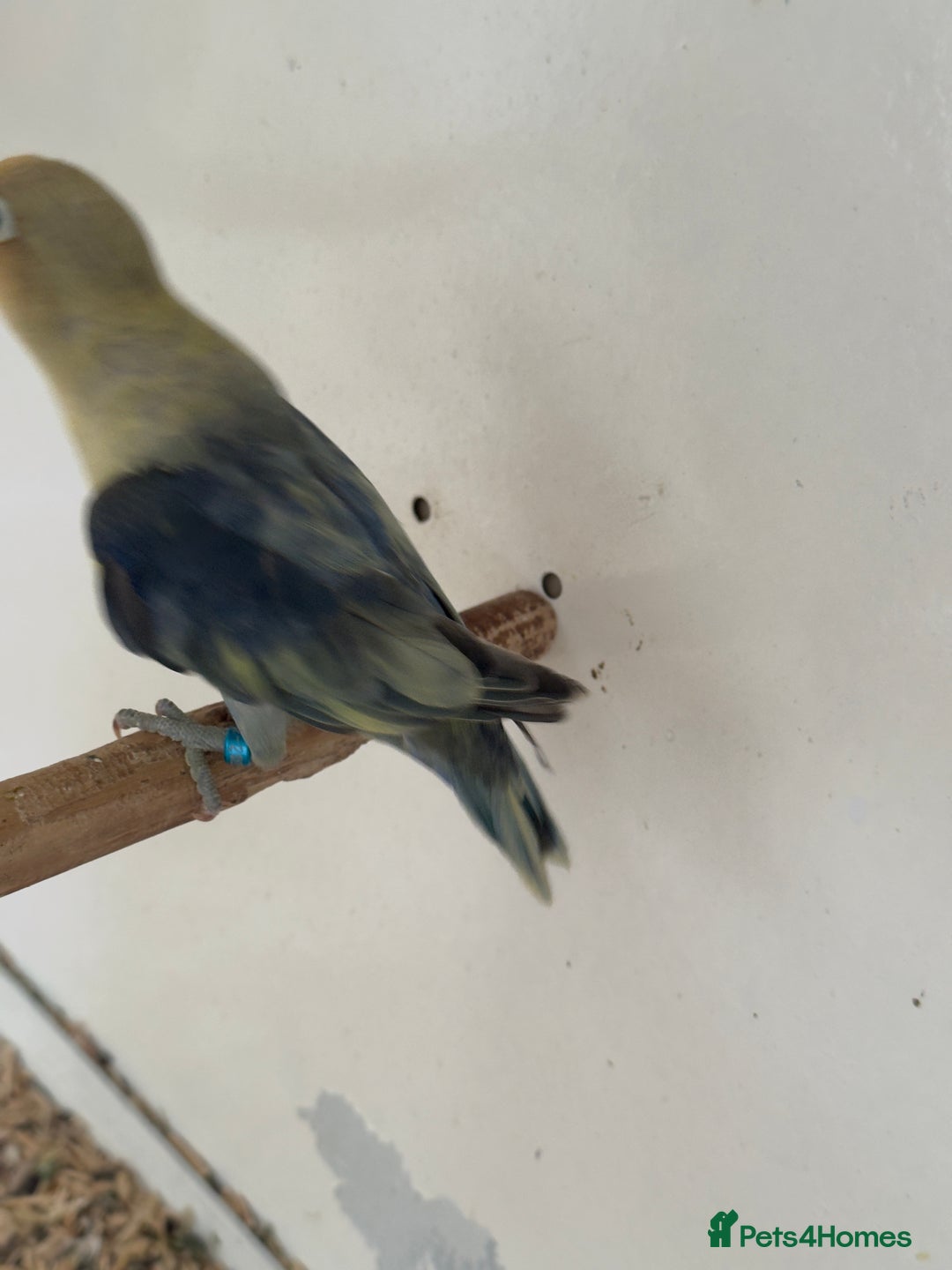Lovebirds birds for sale: Proven breeding pair for Sale - Image 2
