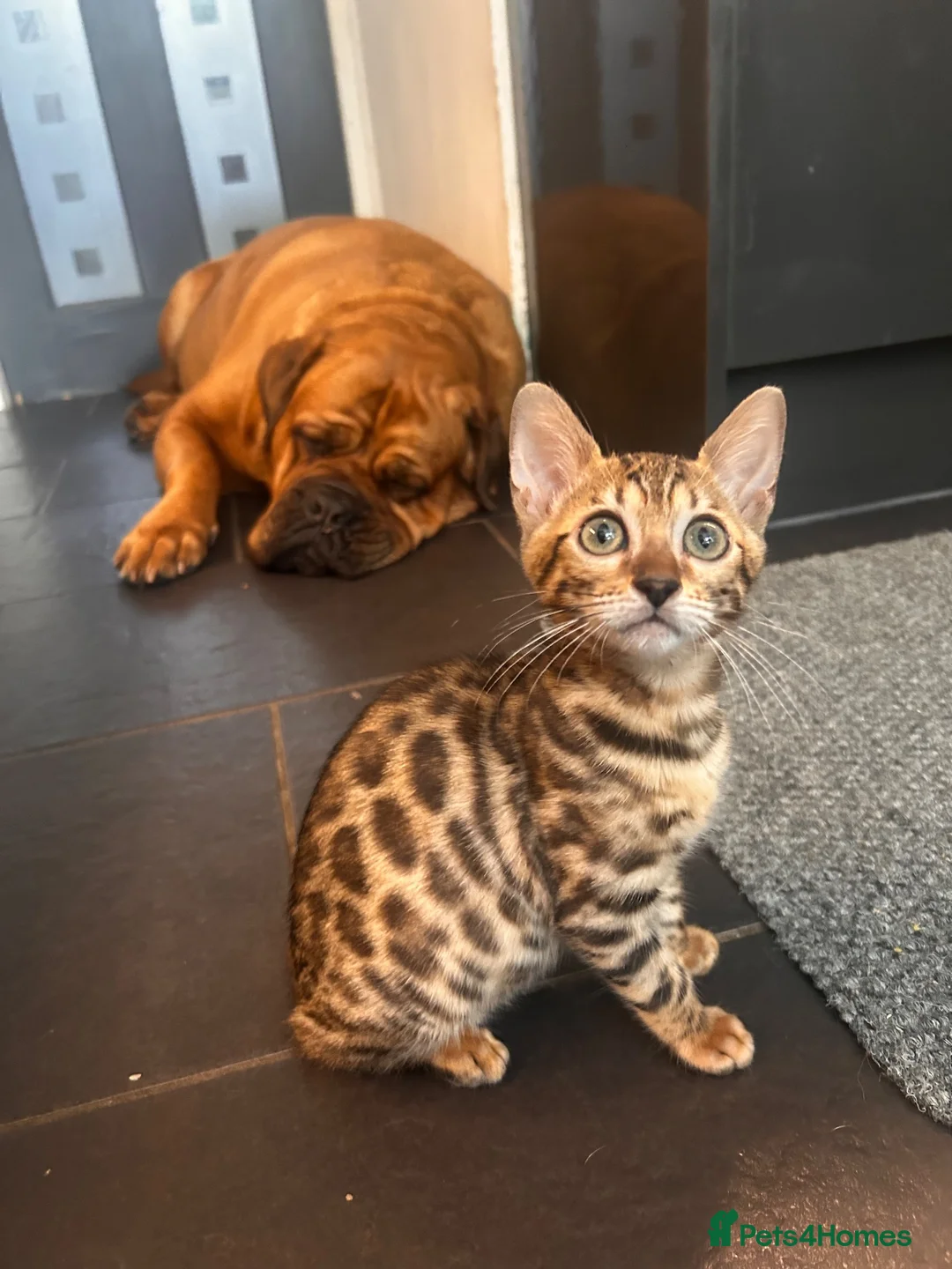 Bengal cats for sale: 2 bengal tiger  cubs for sale  - Advert 2