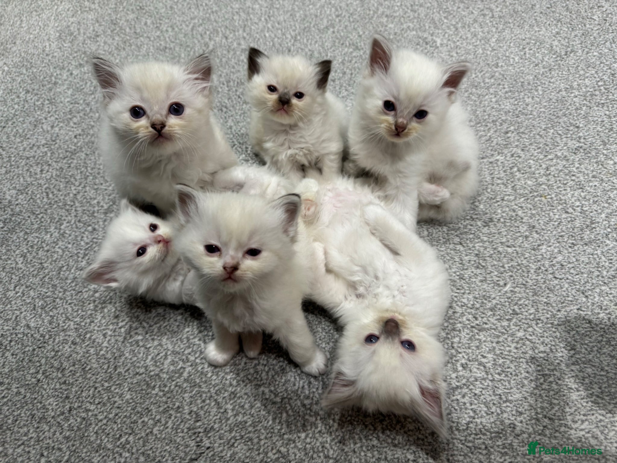 Ragdoll cats FULL PEDIGREE RAGDOLL KITTENS - LAST 2! - Advert 1