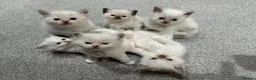 Ragdoll cats for sale: FULL PEDIGREE RAGDOLL KITTENS - LAST 2! - Advert 1