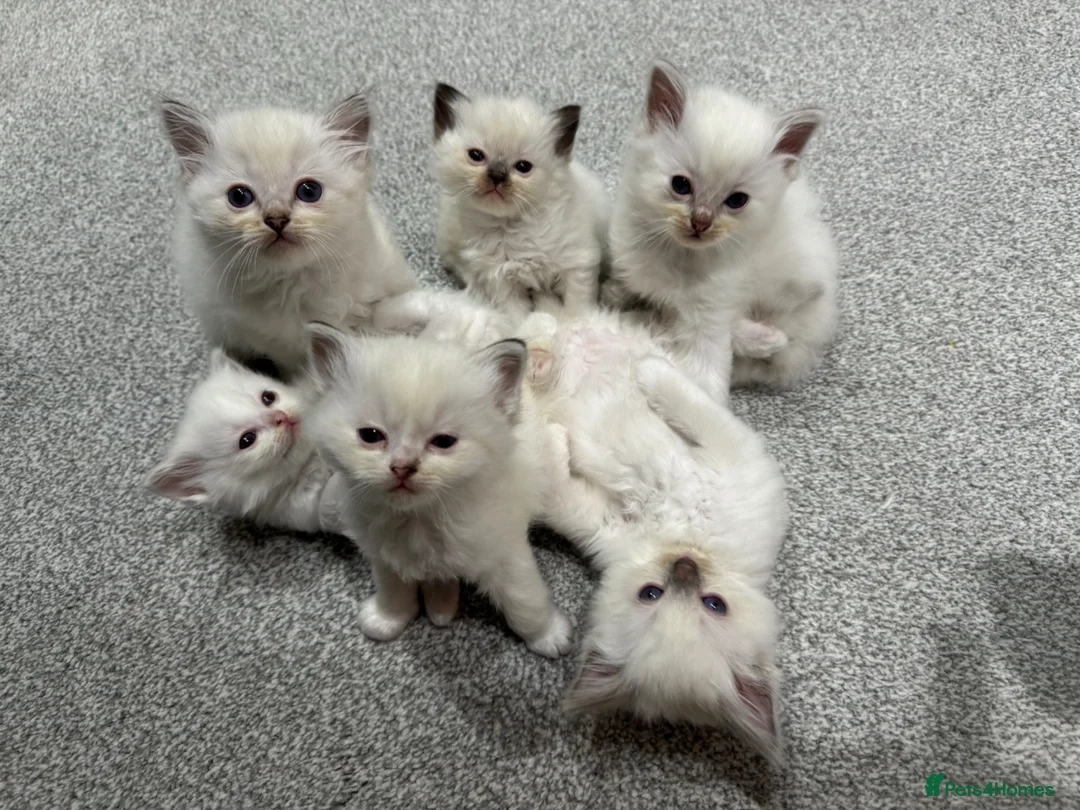 Ragdoll cats for sale: FULL PEDIGREE RAGDOLL KITTENS - LAST 2! - Advert 1