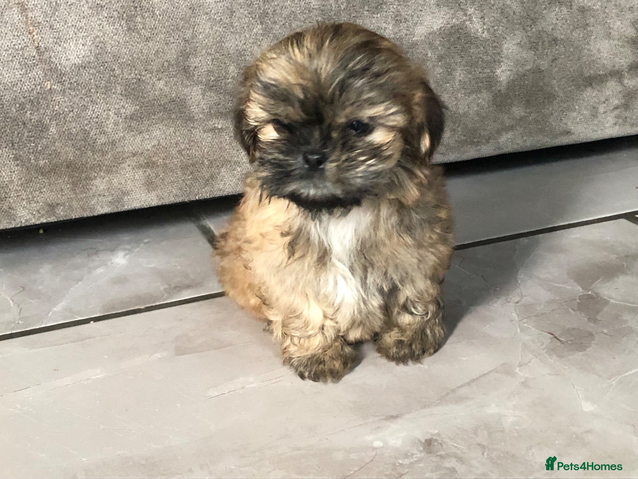 Shih Tzu dogs 6 beautiful shih tzu puppies for sale  - Advert 3