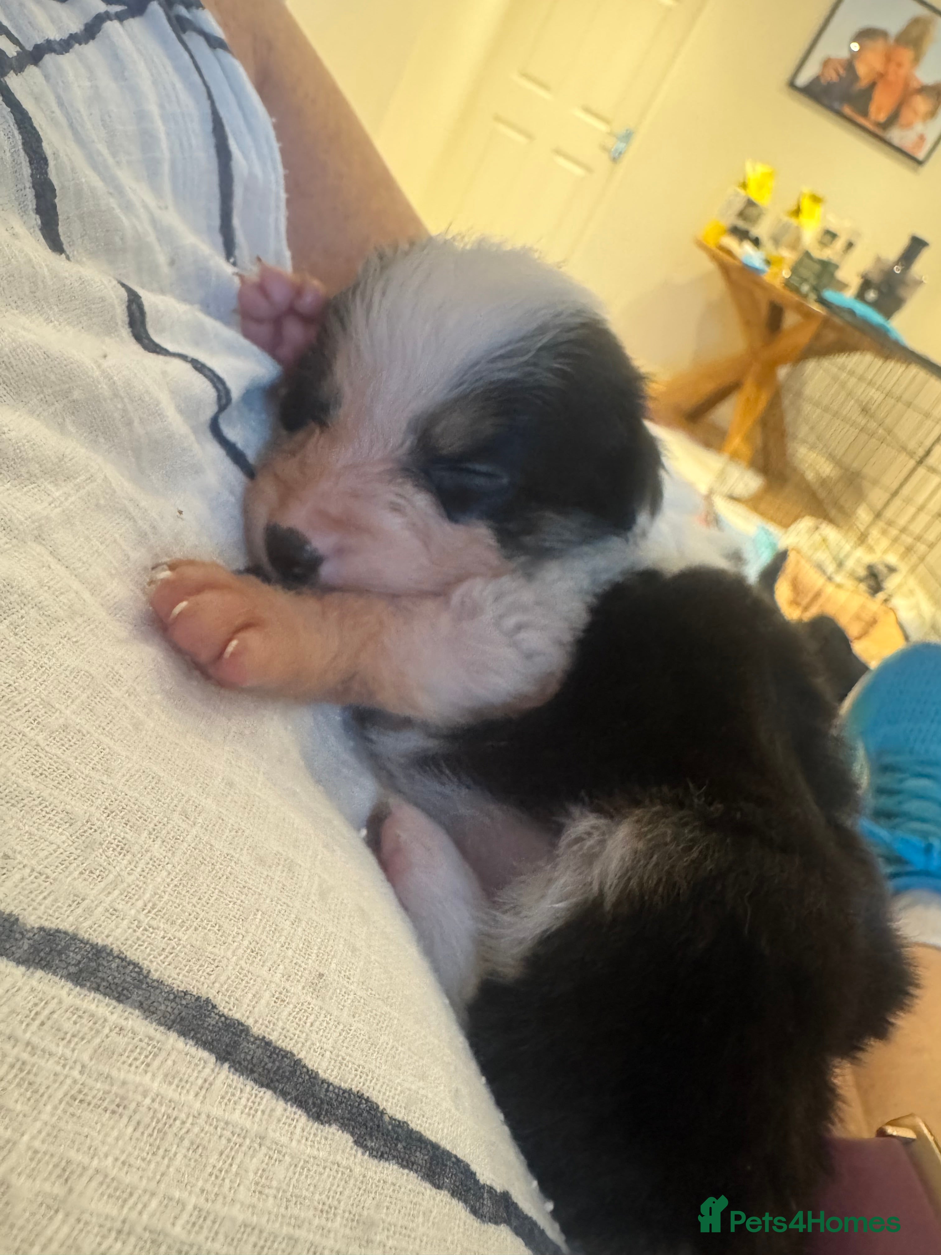 Border Collie dogs 6 amazing Border Collie puppies for sale - Advert 2