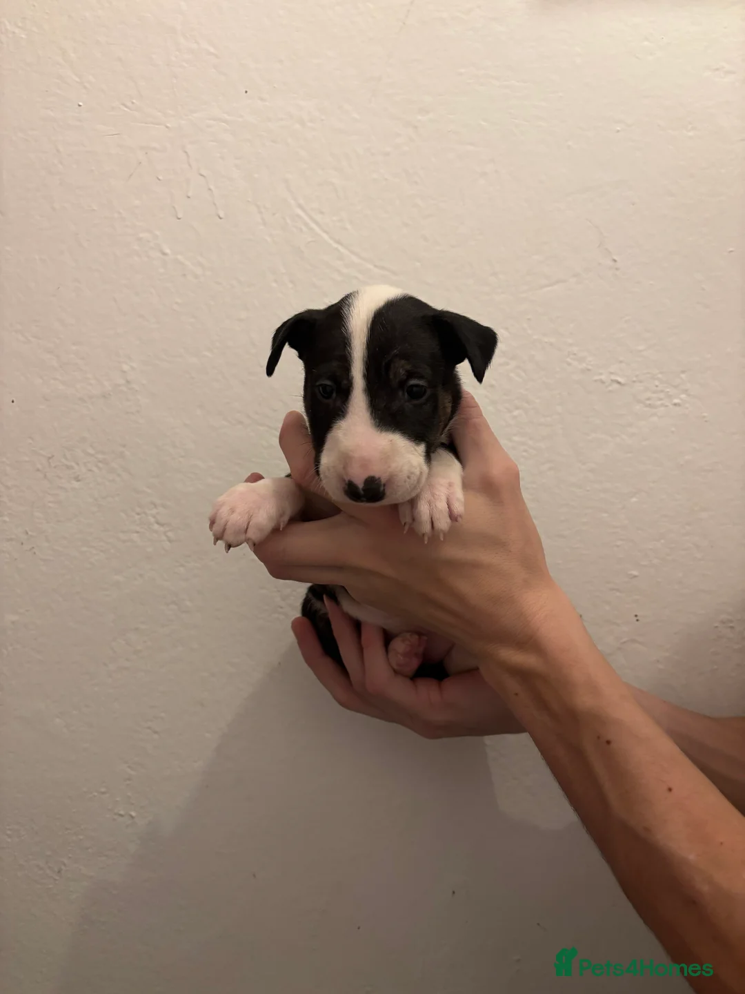 English Bull Terrier dogs for sale: KC English bullterriers puppys x5 - Advert 5