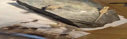 Bearded Dragon reptiles for sale: Bearded dragon babies  - Advert 3