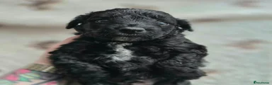 Cockapoo 3