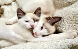 Ragdoll cats for sale: Gorgeous Ragdoll Boys - Affectionate & Ready Now - Image 9